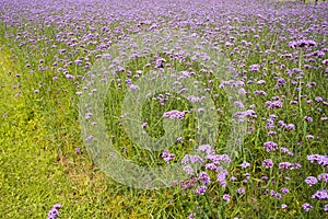 Verbena bonariensis, purple flower