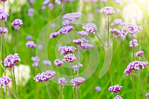 Verbena Bonariensis is a purple flower, hydrangea in the background