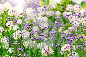 Verbena Bonariensis is a purple flower, hydrangea in the background