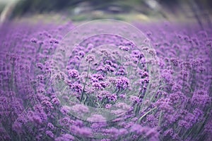 Verbena bonariensis,Purple Flowers