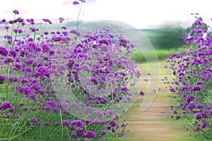 Verbena bonariensis,Purple Flowers photo