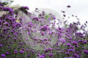 Verbena bonariensis,Purple Flowers photo