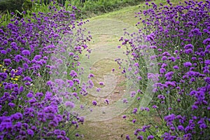 Verbena bonariensis,Purple Flowers photo