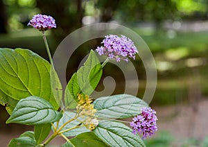 Verbena bonariensis with small violet flowers.