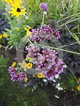 Verbena bonariensis, tall perennial with its purple flowers