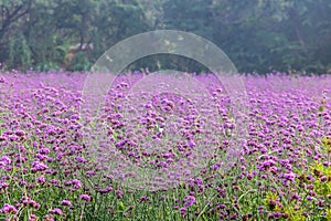 Verbena bonariensis violetta in the garden. Field of Violet flowers of Verbena bonariensis backgound