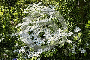 Verbena bush covered in white flowers