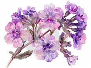 Verbena colorful flower watercolor isolated on white background