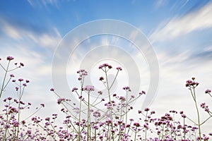 Verbena field