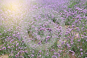 Verbena field