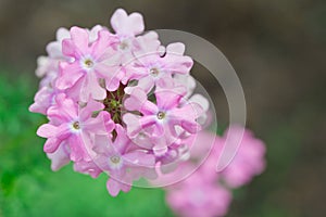 Verbena flower