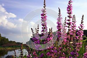 Verbena flower