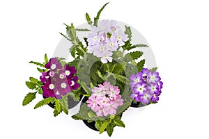 Verbena flower