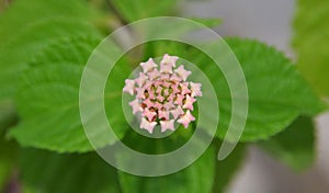 Verbena flower buds