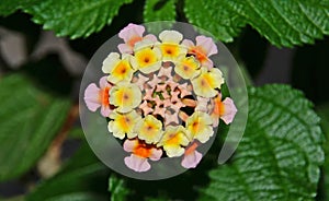 Verbena flower closeup