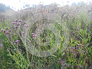 verbena flower field landscape similar to lavender flowers