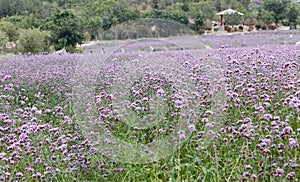 Verbena flower ocean on xiangshan hill, adobe rgb.