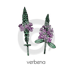 verbena flower sketch in vintage style. Nature background vector isolated outline color drawing. Line art.