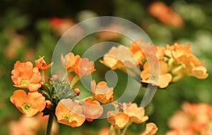 Verbena flowers