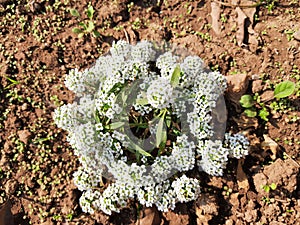 Verbena flowers in autumn garden.