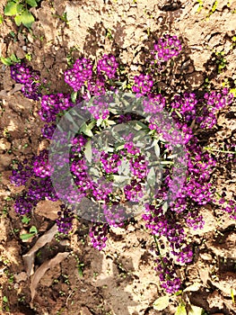 Verbena flowers in autumn garden.