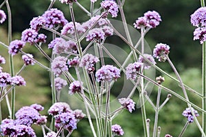 Verbena flowers in close up