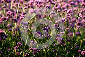 Verbena flowers on a flowerbed