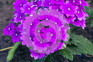 Verbena flowers growing on a flower bed in summer.