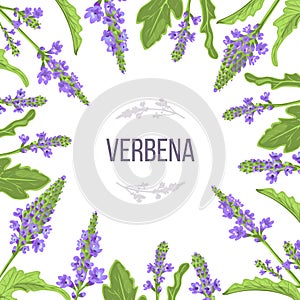 Verbena flowers and leaves card template with copy space. branch boxing. Verbenaceae medicinal herb