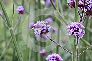 Verbena flowers in a meadow