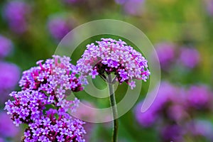 Verbena flowers in Thai