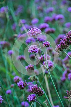 Verbena flowers in Thai