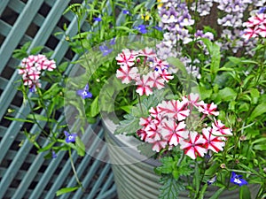 Verbena growing in small space garden potted plants