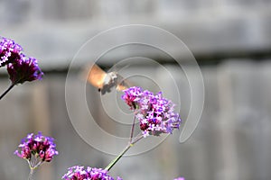 Verbena and Hummingbird Hawkmoth - Macroglossom stellatarum