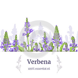 Verbena plant. Stems and flowers. Verbenaceae medicinal herb vector Illustration. Stripe label, copy space
