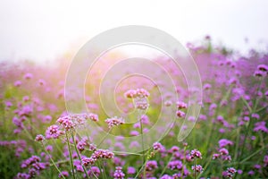 Verbena Purple flowers in the park