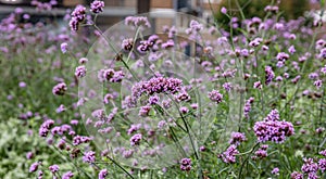 Verbena or purpletop vervain blossoms meadow background