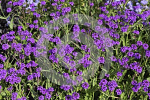 Verbena rigida flowers photo