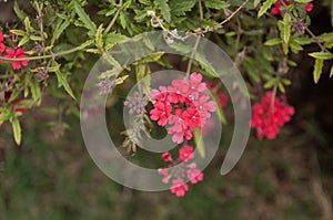 Verbena roja Glandularia peruviana photo