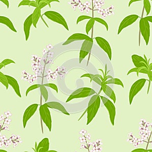 Verbena seamless pattern. Verbena branches with leaves and flowers on a green background.