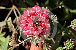 Verbena Sweet dreams Voodoo star plant with flower clusters of open red and white starred flowers surrounded with closed flower