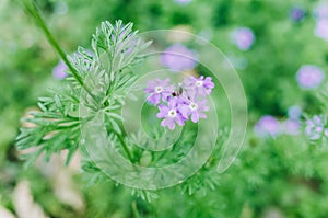 Verbena tenera flowers