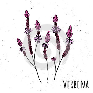 Verbena. Vector illustration with a plant. Hand drawn style