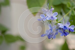 Verbenaceae Clerodedron ugadanse photo