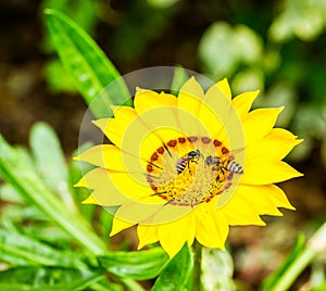 Verbina hybrida flower in the royal flora chiangmai Thailand.