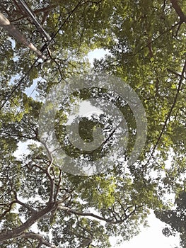 Verdant Canopy Skyscape