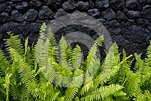 Verdant Ferns Against a Black Lava Rock Wall in a Natural Pattern