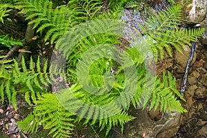 Verdant ferns growing on the shorelines of a creek