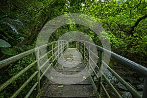 Verdant, forest trail, forest, trail, valley, arch, bridge