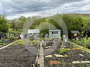 Garden allotments, with wooden sheds, plants, and nearby trees in, Cononley, Yorkshire, UK photo